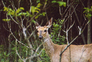 Public complaints of urban deer on the eastside of Syracuse spiked in 2012.
